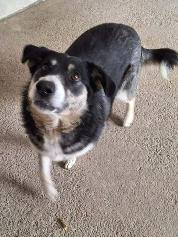 Rescued mix breed, 3 years old,loving