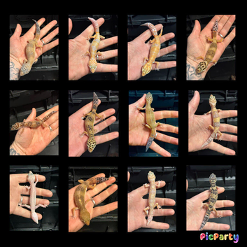 Leopard geckos for sale WOW AMAZING