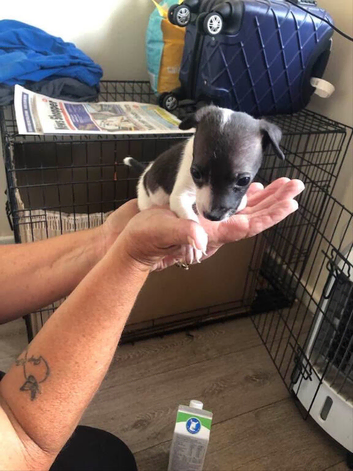 Puppy for sall