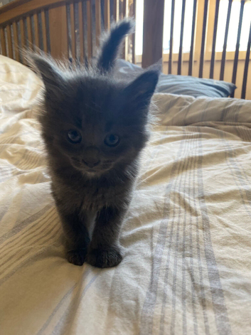 Maine coons