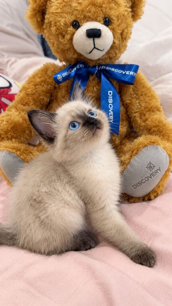 Siamese and Ragdoll mix!