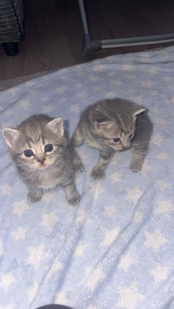 Last female BSH kitten