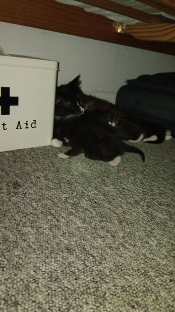 Kittens for sale