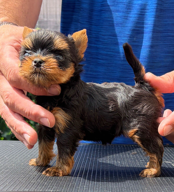 Beautiful small Yorkshire terrier girl