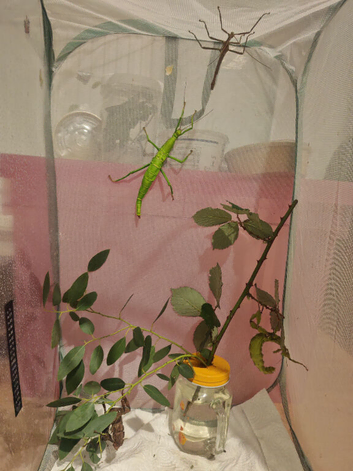 Stick & Leaf insect eggs