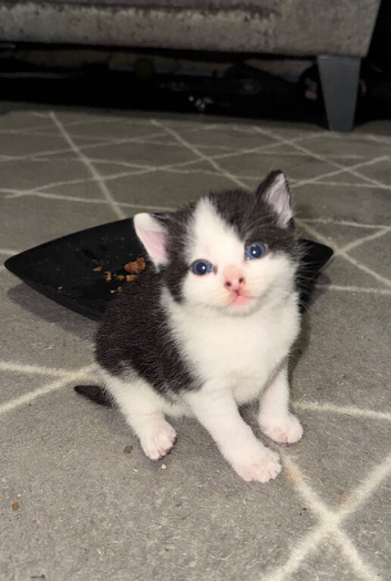 Kittens for sale