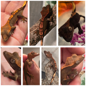 Multiple Crested Gecko's for sale