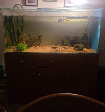 Map and musk turtles