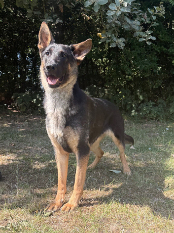female german shepherd