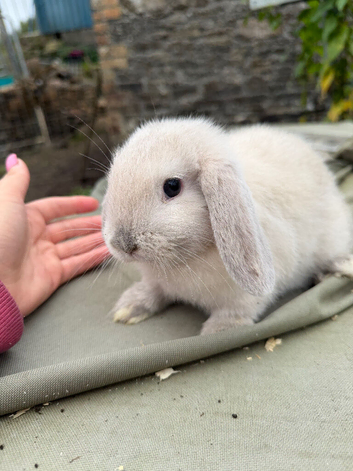 Lop doe binnies