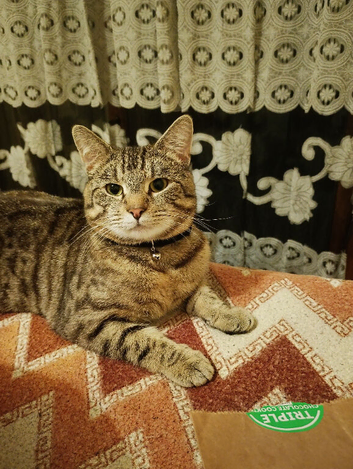 Cat for sale