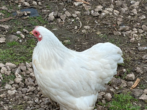 Lovely White Pekin Bantam Hens