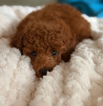 TINY DEEP RED POODLES