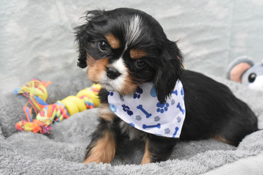 Health Tested- Cavalier King Charles Spaniel