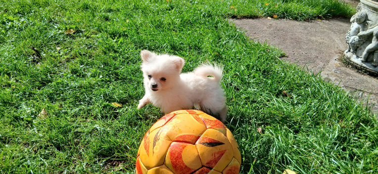 Pomchi