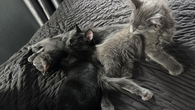 Kittens