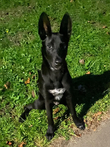 Belgian Malinois X 6 months old