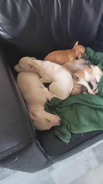 Chihuahua whippet cross