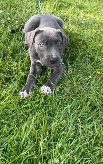 Stunning cane corso x
