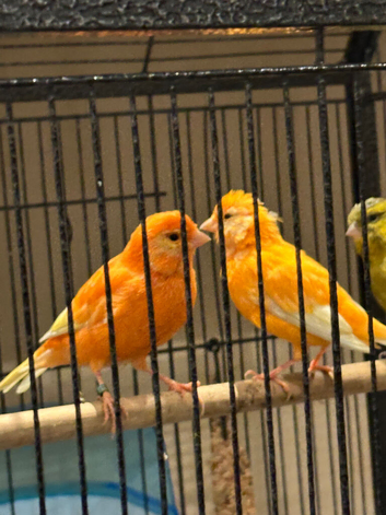 Canary