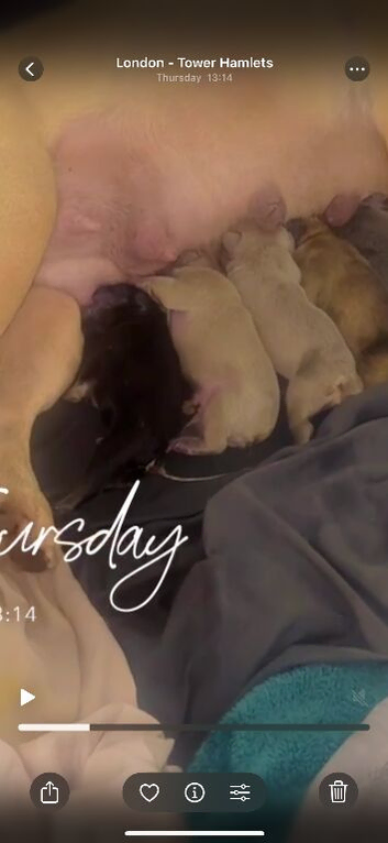 Beautiful French Bulldog Puppies - 4 Available