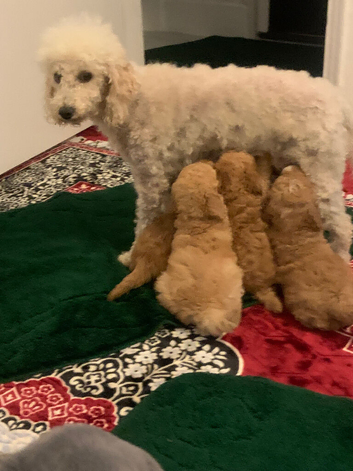 Teddy bear Poochon puppies