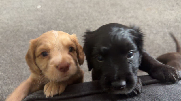 Beautiful cocker spaniel puppies