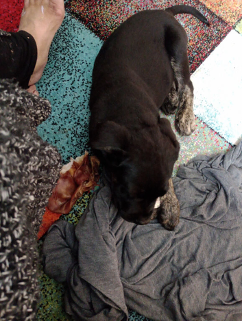 Lovely puppy but he's gonna be a large breed and I only live in a bungalow