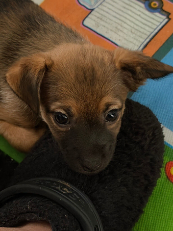 Stunning coated pedigree pups