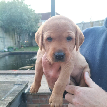 Working Fox Red Labrador retriever puppies