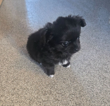 Ready now, Beautiful small black pomchi