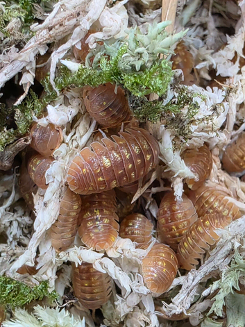 Armadillidium granulatum Granulated Isopod x10