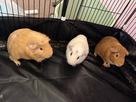 Male guinea pigs