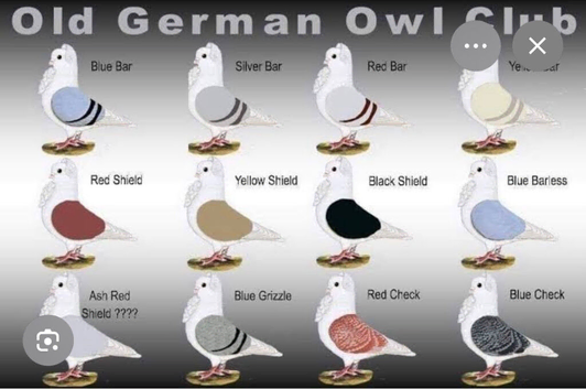 German owls