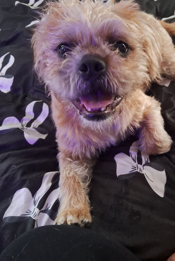Shih tzu x frenchie