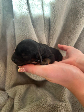Cavapoo puppies
