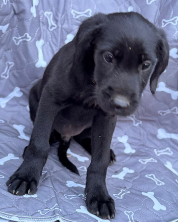 Labrador and Lurcher puppies