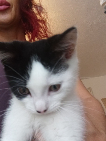Kitten