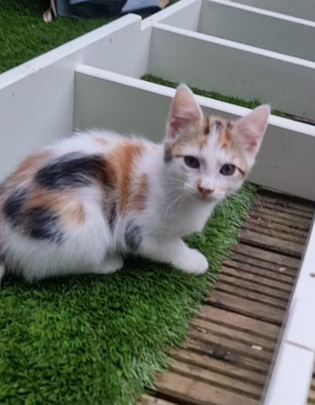 Mixed breed  kittens