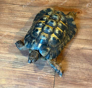 Tortoise