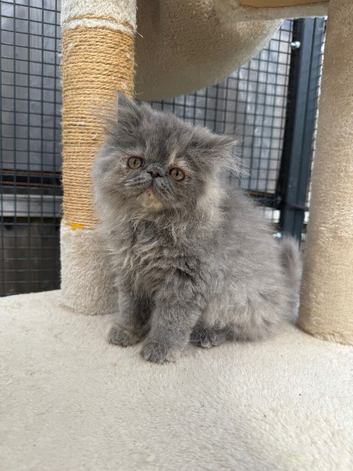 READY NOW! GCCF registered Persian kittens
