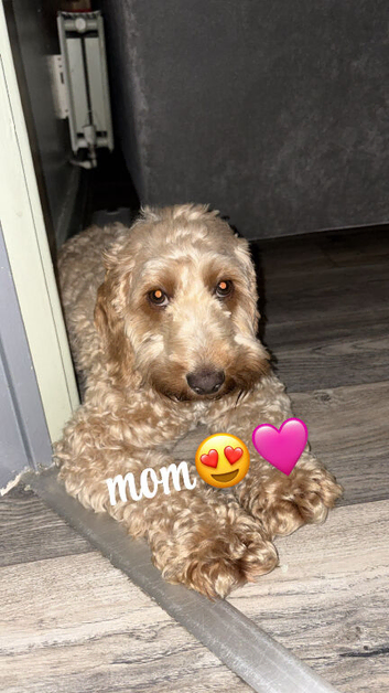 cockapoo puppies