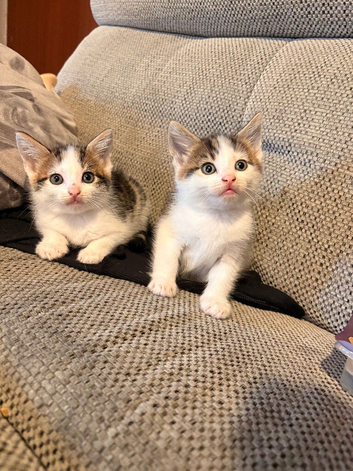 2 kittens for sale