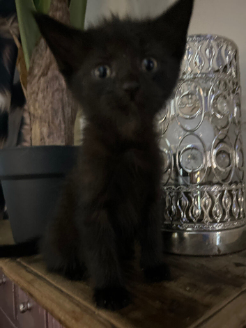 Beautiful kittens