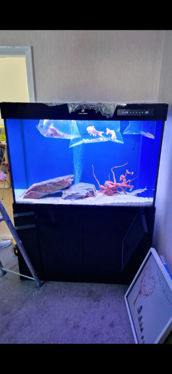 Fish tank aquarium