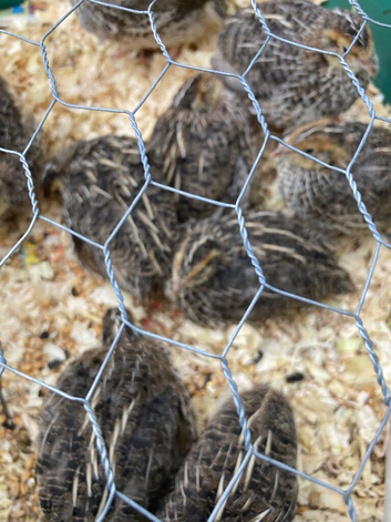 Baby quail