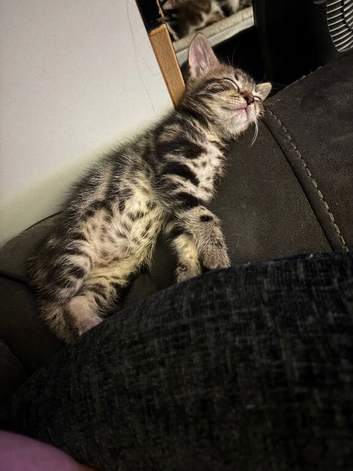 Gorgeous half bengal kittens for sale