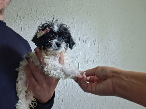 Shih tzu puppies ready for there new home ️️️