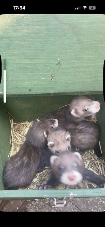 Half European polcats