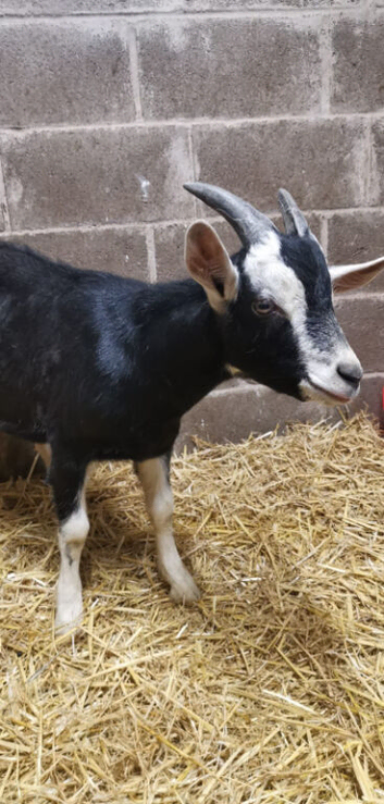 1 pure breed entire British alpine breeding Billy goat
